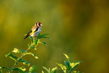 A goldfinch kin the wild