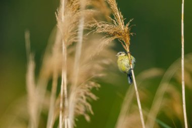 A young blue tit in the wild