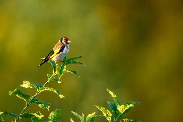 Goldfinch Kin Wild —  Fotos de Stock