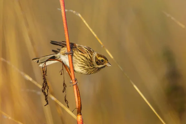 Common Reed Bunting Bird Reed —  Fotos de Stock