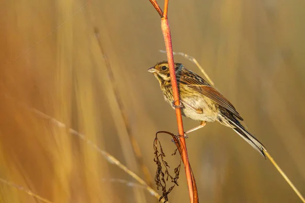 Common Reed Bunting Bird Reed — Fotografia de Stock