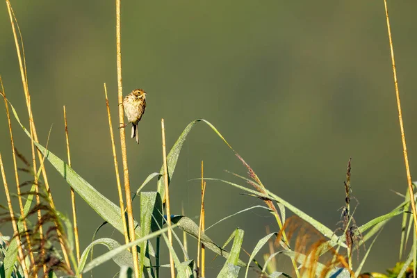 Обыкновенная Тростниковая Птица Тростнике — стоковое фото