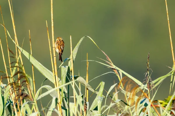 Common Reed Bunting Bird Reed — Stockfoto