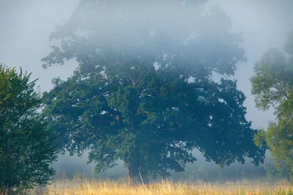 Old Oak Tree Fog — Fotografia de Stock