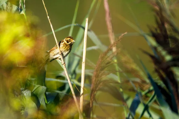 Common Reed Bunting Bird Reed — Fotografia de Stock