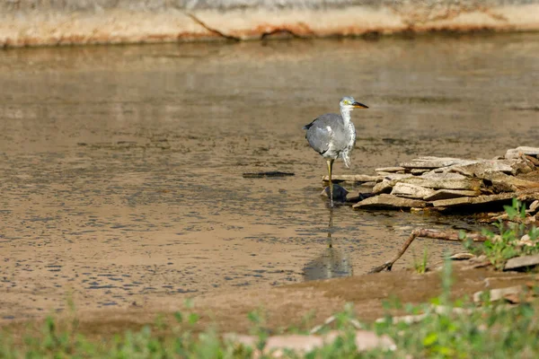 Gray Heron Fishing River —  Fotos de Stock