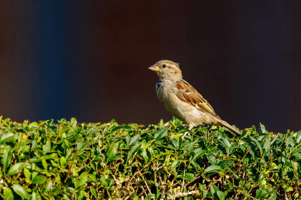 Ein Sperling Freier Wildbahn — Stockfoto