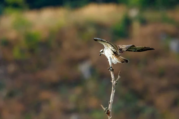 Ein Fischadler Auf Einem Ast — Stockfoto