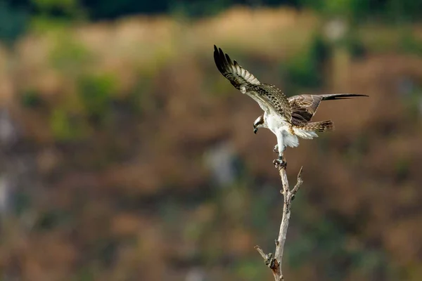 Ένα Osprey Ένα Υποκατάστημα — Φωτογραφία Αρχείου