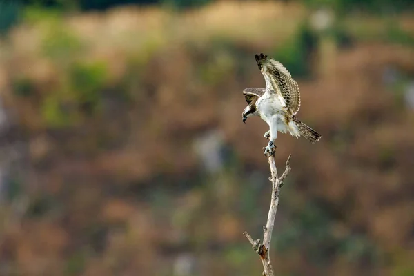 Ein Fischadler Auf Einem Ast — Stockfoto