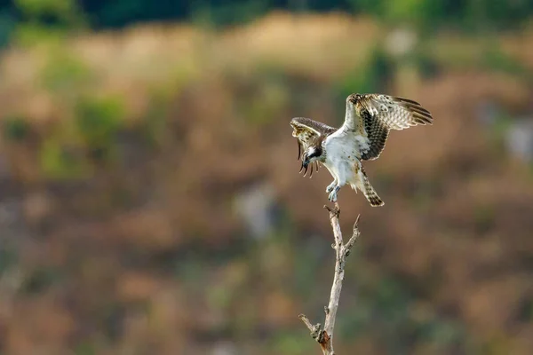 Bir Dalda Bir Osprey — Stok fotoğraf