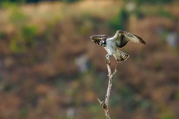 Osprey Ramo — Fotografia de Stock