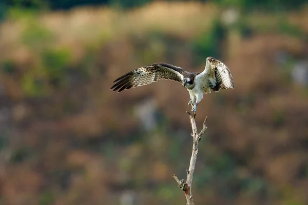 Una Osprey Una Rama —  Fotos de Stock