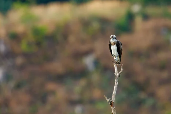 Osprey Ramo — Fotografia de Stock