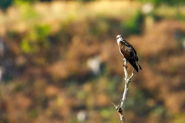 Una Osprey Una Rama —  Fotos de Stock