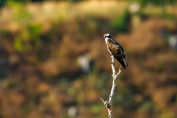 Bir Dalda Bir Osprey — Stok fotoğraf