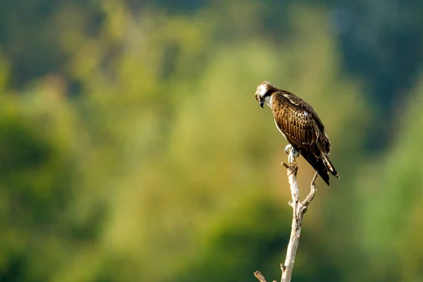 Bir Dalda Bir Osprey — Stok fotoğraf