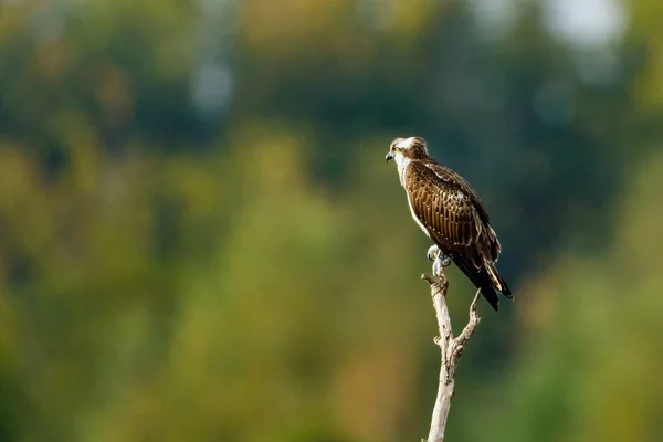 Ένα Osprey Ένα Υποκατάστημα — Φωτογραφία Αρχείου