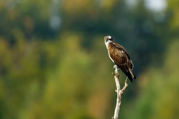 Osprey Branch — Stock Photo, Image