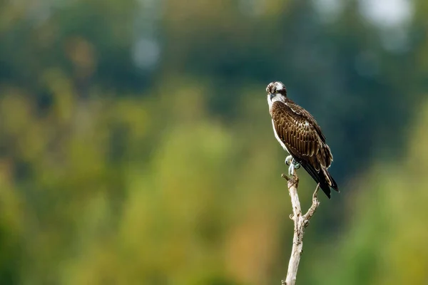 Osprey Branch — Stock Photo, Image