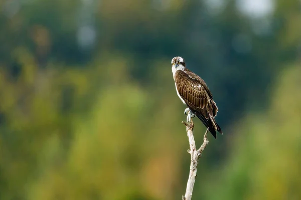 Osprey Gren — Stockfoto