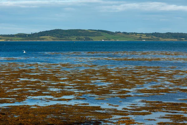 Die Küste Bei Killyleagh Norden Irlands — Stockfoto