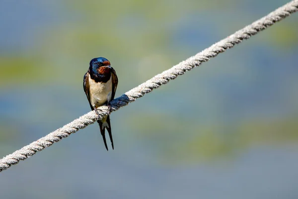 Young Born Swallows Wild — Stock Photo, Image