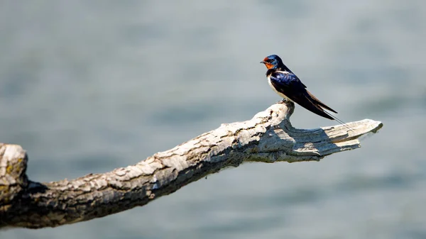 Young Born Swallows Wild — Stock Photo, Image