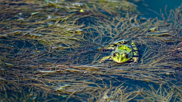 Une Grenouille Dans Les Marais Delta Danube — Photo