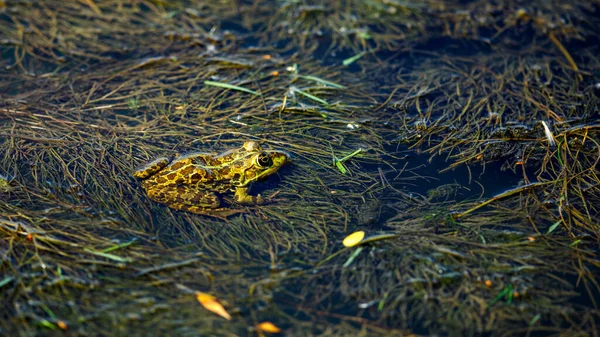 A frog in the swamps of the danube delta