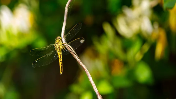 野外一只黄色的大蜻蜓 — 图库照片