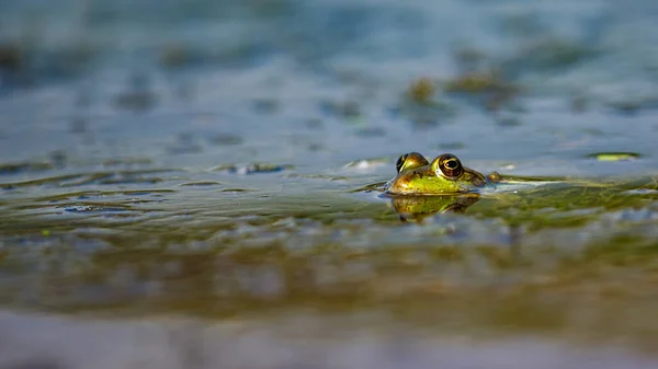 Žába Bažinách Deltě Dunaje — Stock fotografie