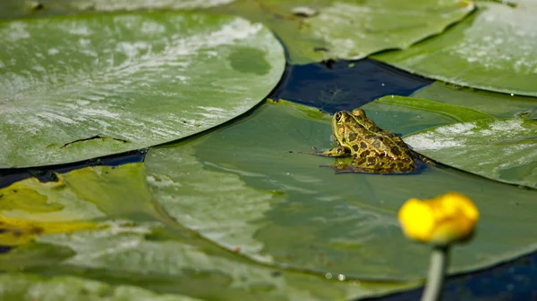 Žába Bažinách Deltě Dunaje — Stock fotografie