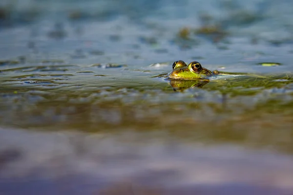 Žába Bažinách Deltě Dunaje — Stock fotografie