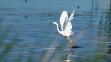 Romanya 'daki Tuna deltasındaki büyük beyaz balıkçıl.