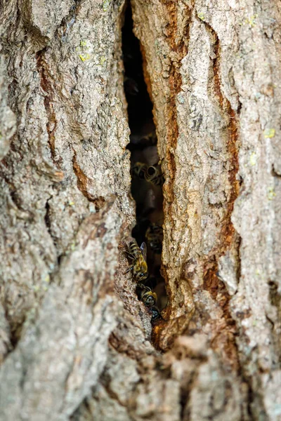 Een Nest Van Wilde Bijen — Stockfoto