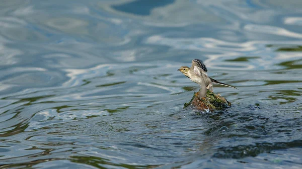 Une Queue Aigle Blanche Dans Delta Danube Roumanie — Photo