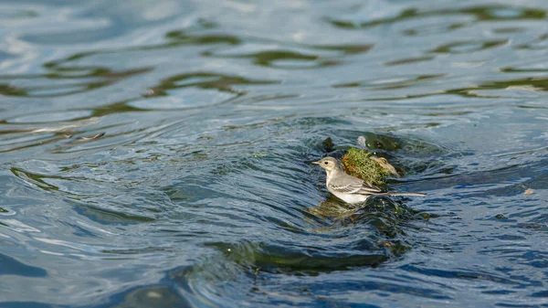 Wagtail Branco Delta Danúbio Romênia — Fotografia de Stock