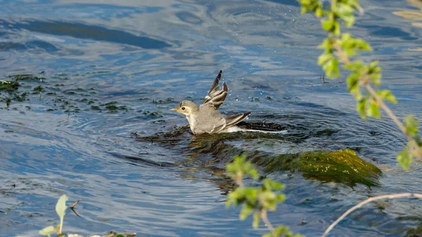 Une Queue Aigle Blanche Dans Delta Danube Roumanie — Photo