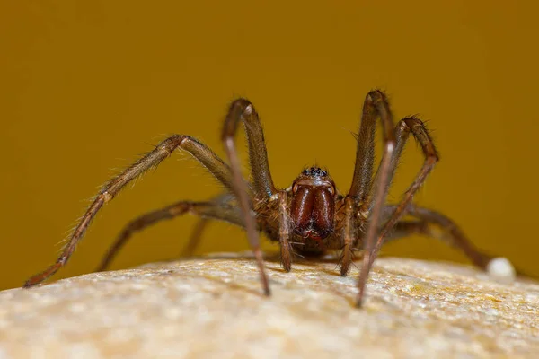 Gran Casa Araña Tegenaria Domestica — Foto de Stock