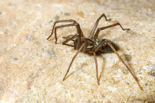 Gran Casa Araña Tegenaria Domestica — Foto de Stock