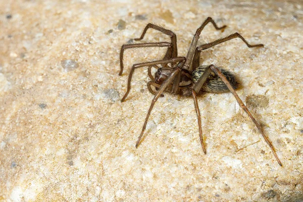 Gran Casa Araña Tegenaria Domestica — Foto de Stock