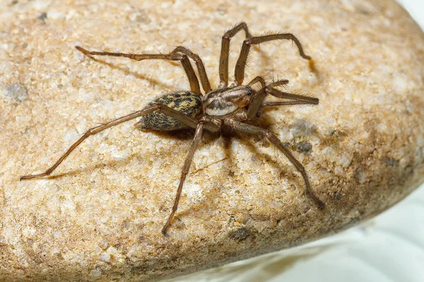 Gran Casa Araña Tegenaria Domestica — Foto de Stock