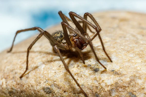 Gran Casa Araña Tegenaria Domestica — Foto de Stock