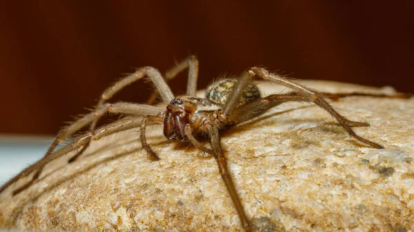 Gran Casa Araña Tegenaria Domestica — Foto de Stock