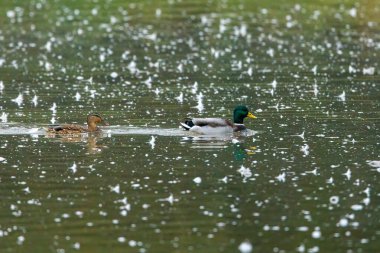 Göldeki yaban ördekleri