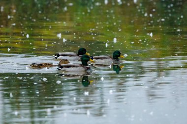 Göldeki yaban ördekleri