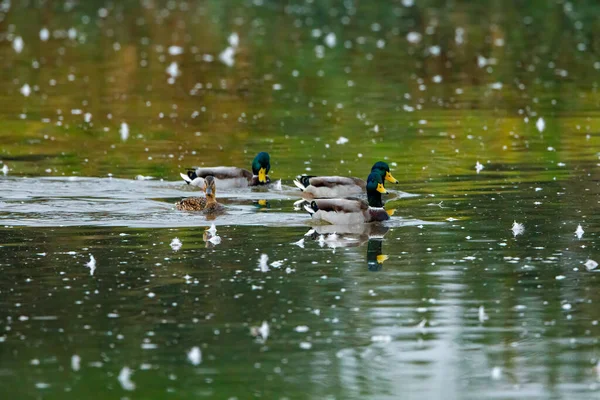 Göldeki yaban ördekleri
