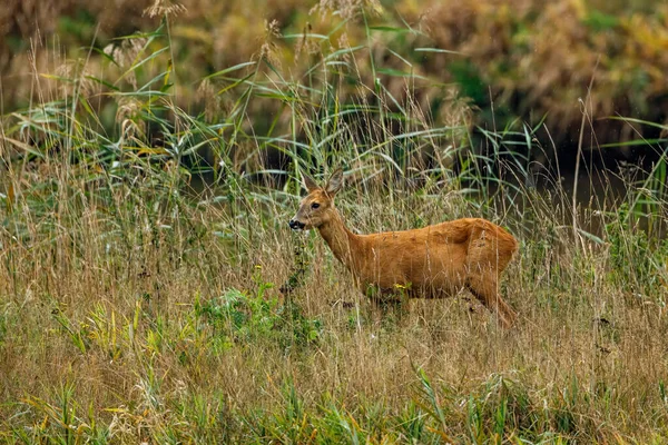 野鹿和小鹿在草丛中 — 图库照片