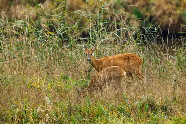 野鹿和小鹿在草丛中 — 图库照片